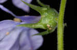 Pale spike lobelia